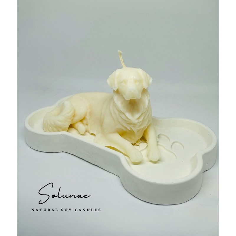 Pies golden retriever