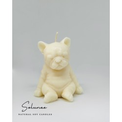 Pies buldog francuski