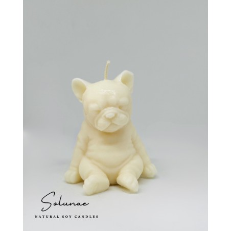 Pies buldog francuski