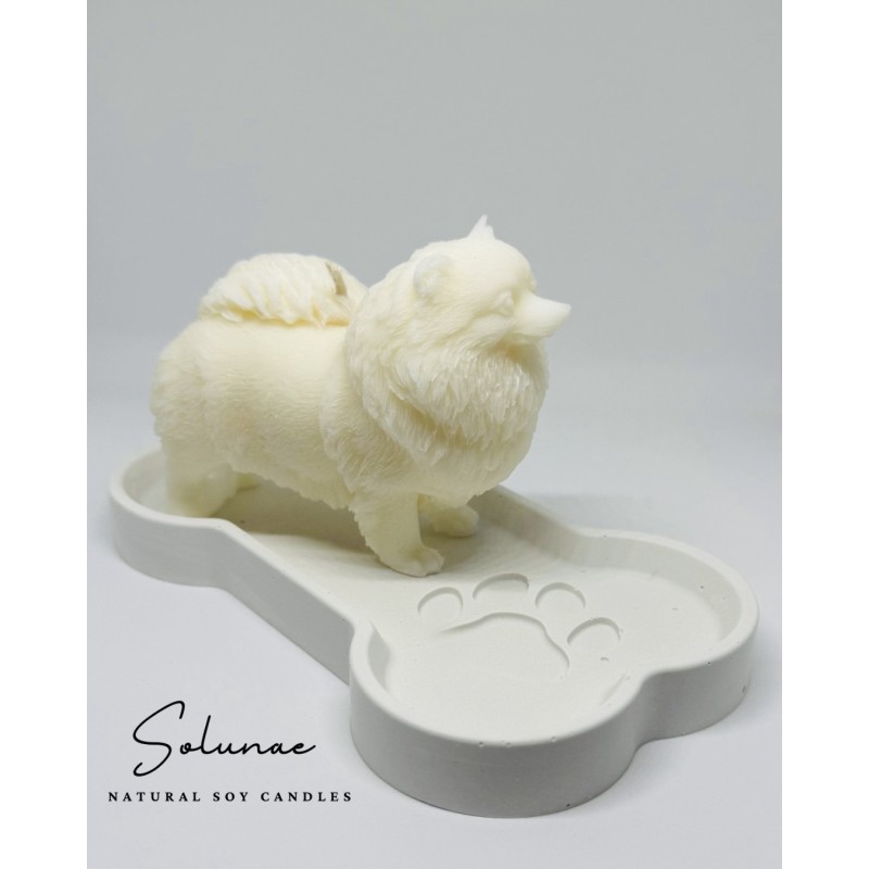 Pies szpic miniaturowy - pomeranian