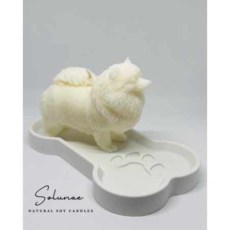 Pies szpic miniaturowy - pomeranian