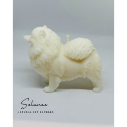 Pies szpic miniaturowy - pomeranian