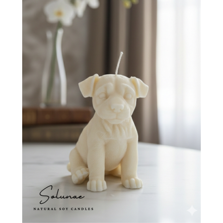 Pies Jack Russel Terrier